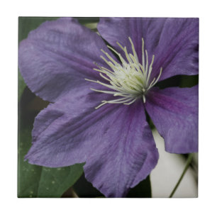 Carreau Tuile de Clematis pourpre