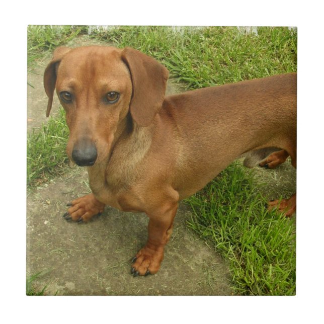 Carreau Tuile de Daschund (Devant)