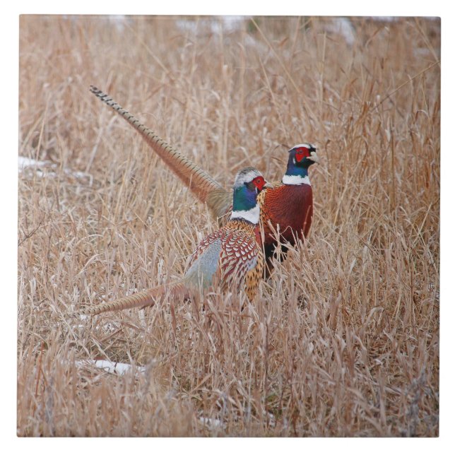 Carreau Tuile de faisans de Ringneck - grand 6" x 6" (Devant)