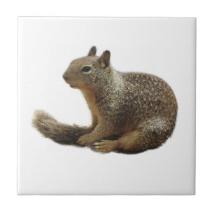 Carreau Tuile de faune, animaux en céramique et sauvages,