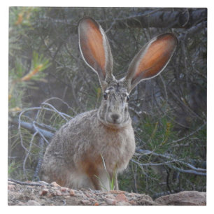 Carreau Tuile de faune, en céramique, lapins, lièvre