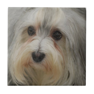 Carreau Tuile de Havanese