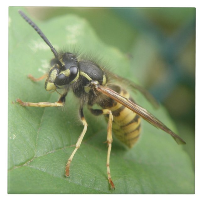 Carreau Tuile de macro Hoverfly (Devant)