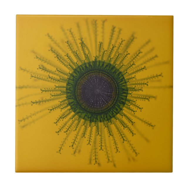 Carreau Tuile de méduses (Devant)