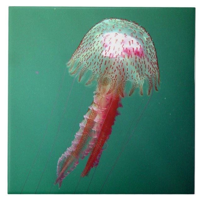 Carreau Tuile de méduses de méduse (Devant)