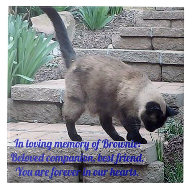 Carreau Tuile de mémoire pour animaux de compagnie, Cat de (Devant)