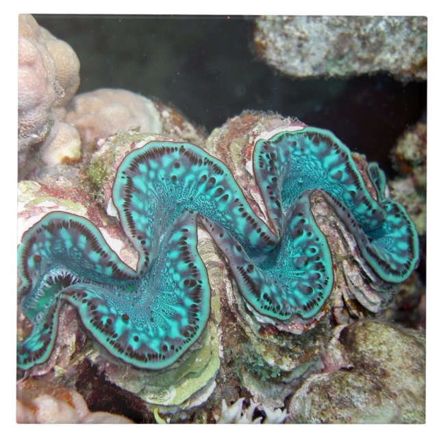 Carreau Tuile de palourde géante (Devant)