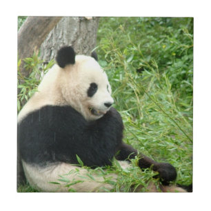 Carreau Tuile de panda