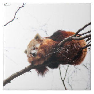 Carreau Tuile de panda rouge/Trivet