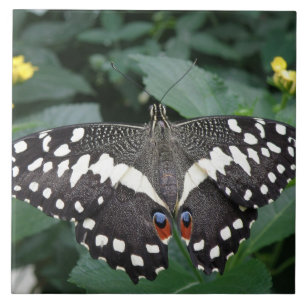 Carreau Tuile de papillon de chaux et de fleurs