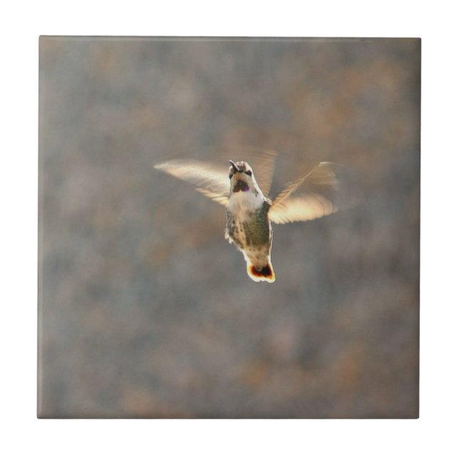 Carreau Tuile de photo de colibri ! (Devant)