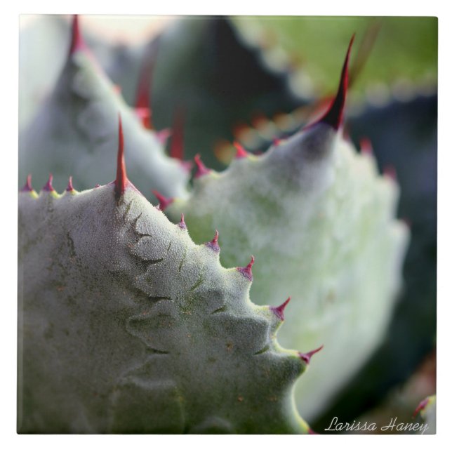 Carreau Tuile de potatorum d'agave (Devant)