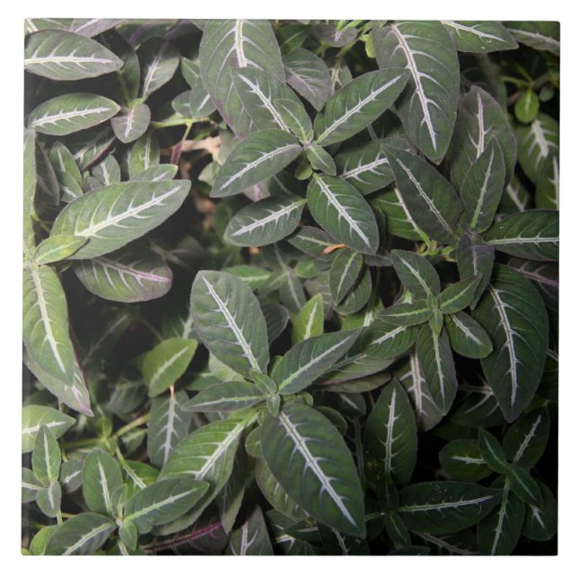 Carreau Tuile de remorquage d'usine de velours (Devant)