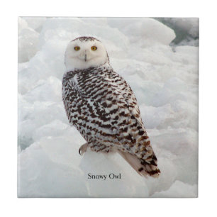 Carreau Tuile de Snowy Owl
