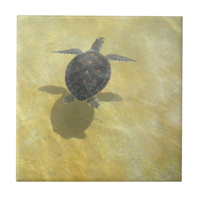 Carreau Tuile de tortue (Devant)