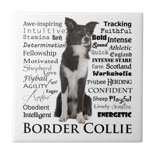 Carreau Tuile de traits de border collie (Devant)