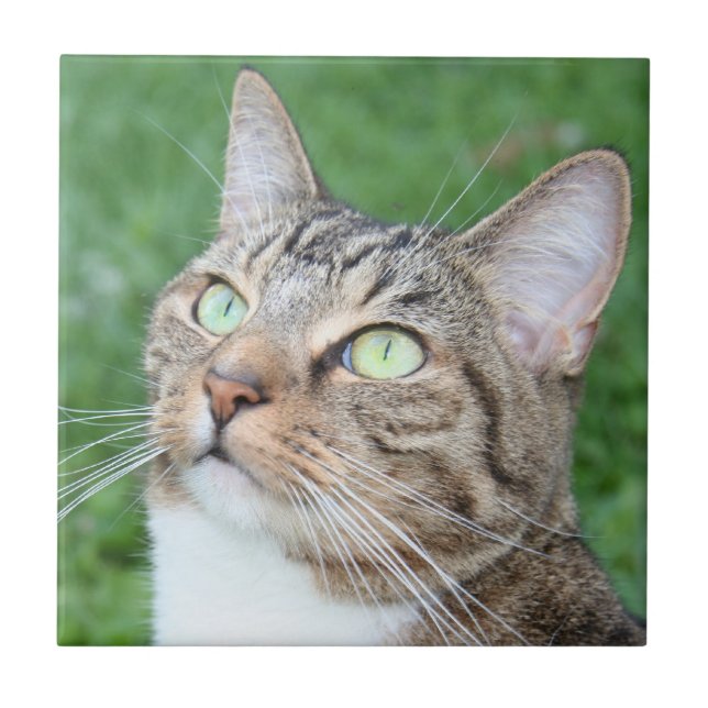 Carreau Tuile de visage de chat tigré (Devant)
