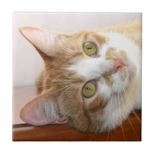 Carreau Tuile de visage de chat tigré