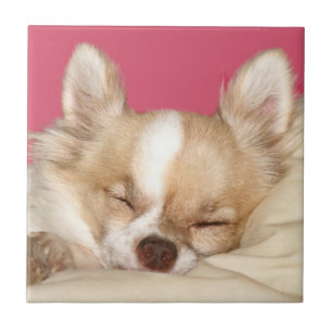 Carreau Tuile de visage de chiwawa