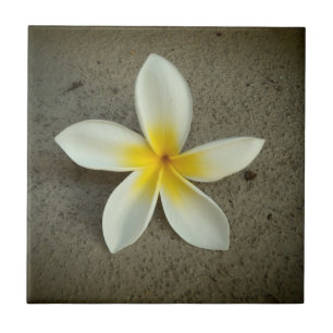 Carreau Tuile décorative hawaïenne de fleur de Plumeria