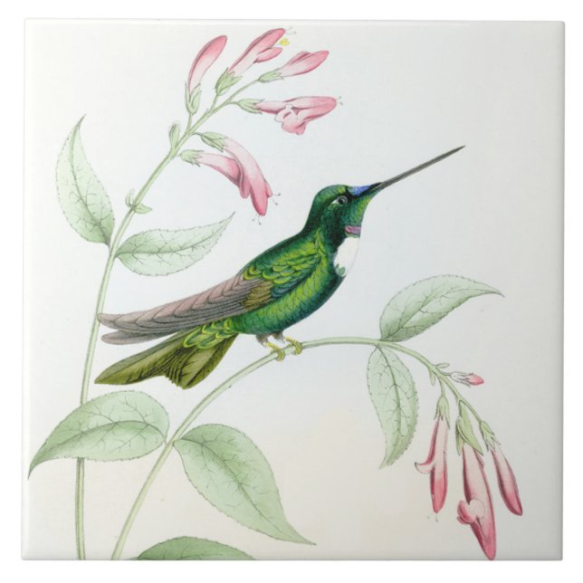 Carreau Tuile des colibris de Goulds (Devant)