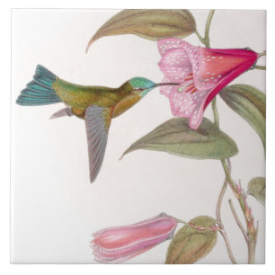 Carreau Tuile des colibris de Goulds