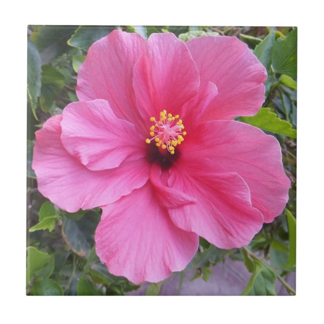 Carreau Tuile d'Hibiscus rose (Devant)