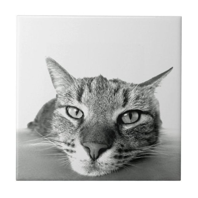 Carreau Tuile d'observation de chats (Devant)