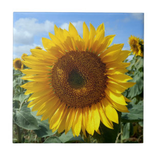 Carreau Tuile en céramique de photo de tournesol