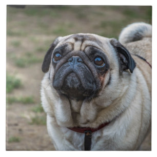 Carreau Tuile en céramique pour chien Carlin