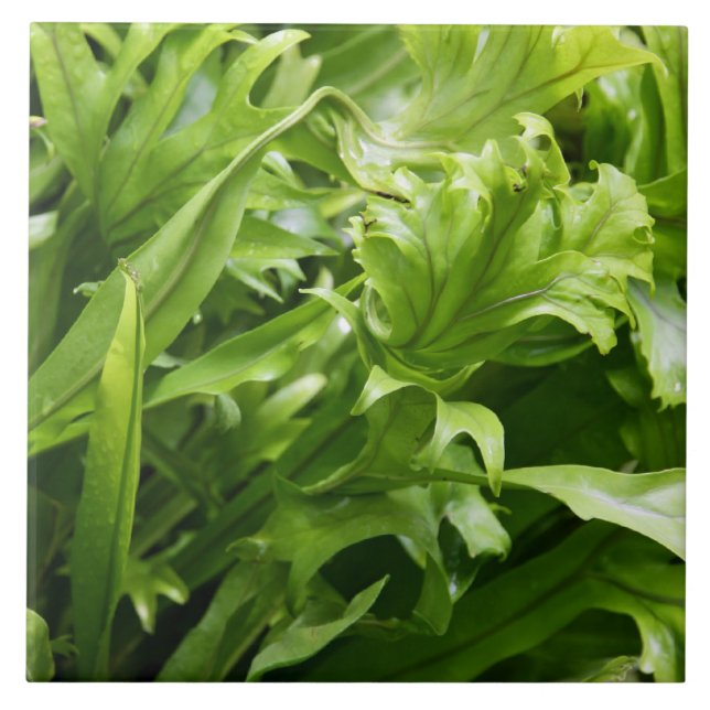 Carreau Tuile en queue de poisson de fougère (Devant)