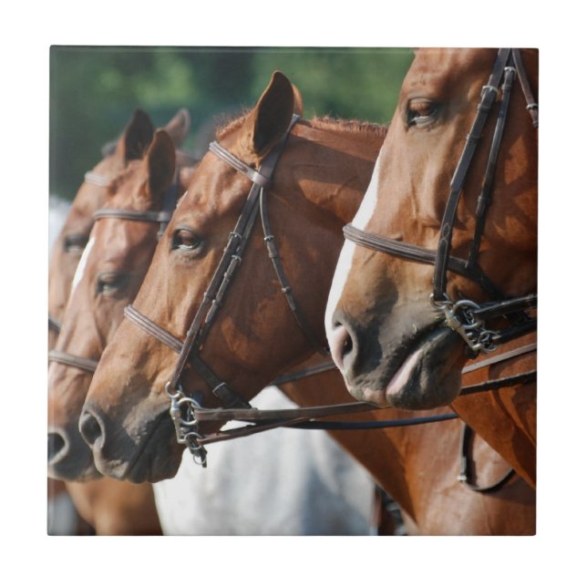 Carreau Tuile équine de concours hippique (Devant)