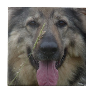 Carreau Tuile finlandaise de Lapphund