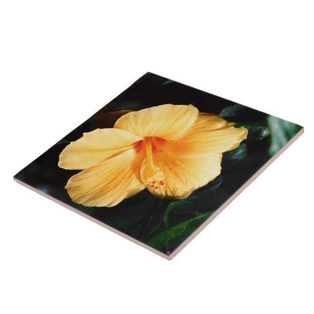 Carreau Tuile jaune de fleur de ketmie (Côté)