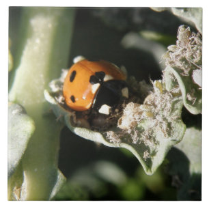 Carreau Tuile Ladybug 7 points britannique