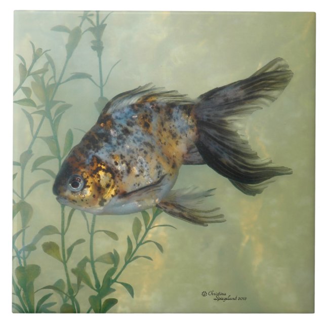 Carreau Tuile magnifique de poisson rouge de calicot de (Devant)