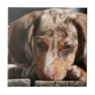 Carreau Tuile mignonne de chiot de Daschund