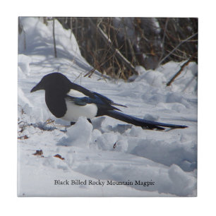 Carreau Tuile noire Billed Rocky Mountain Magpie