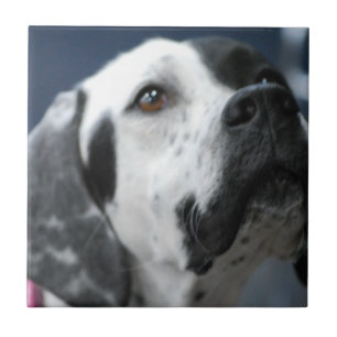 Carreau Tuile noire et blanche de chien d'indicateur