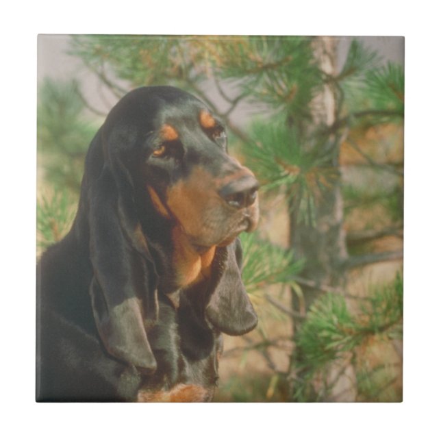 Carreau Tuile noire et bronzage de Coonhound (Devant)