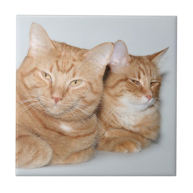Carreau Tuile orange de chats tigrés (Devant)