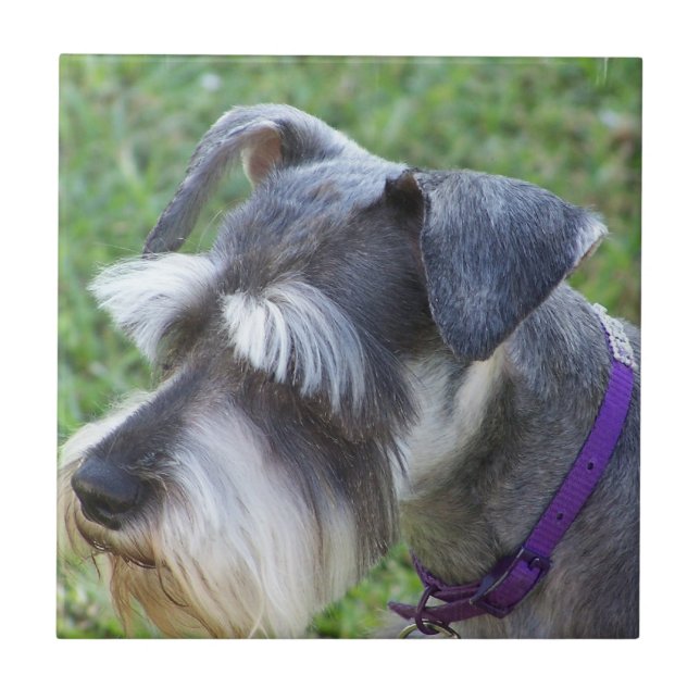 Carreau Tuile ou trépied de Schnauzer (Devant)