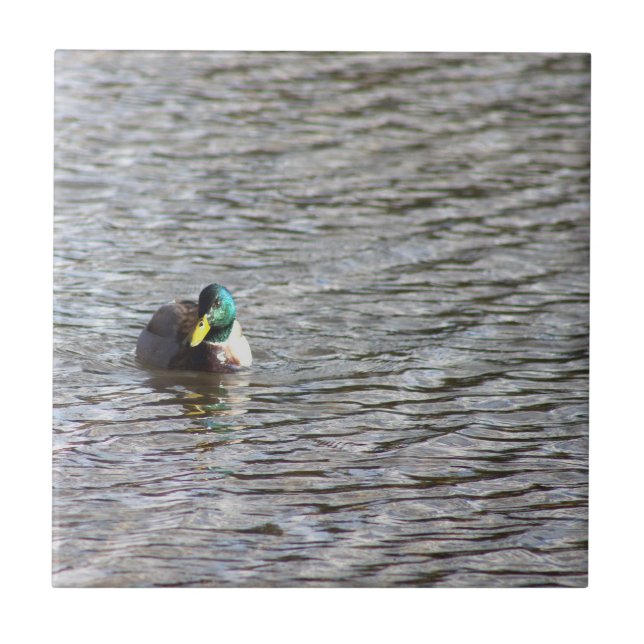 Carreau Tuile photo Mallard Duck (Devant)