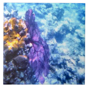 Carreau Tuile pourpre de fan de mer