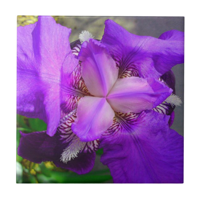 Carreau Tuile pourpre de fleur d'iris (Devant)