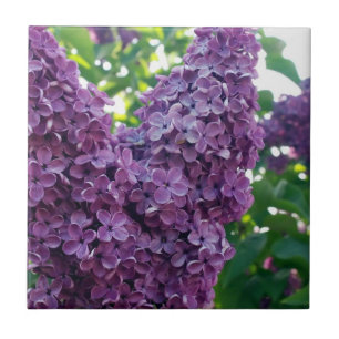 Carreau Tuile pourpre de lilas