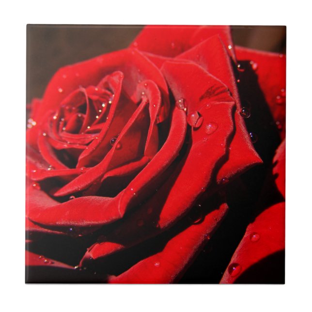 Carreau Tuile rose simple rouge humide (Devant)