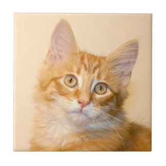 Carreau Tuile tigrée orange de chaton
