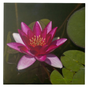 Carreau tuile/trivet, "PINK LOTUS BLOSSOM"