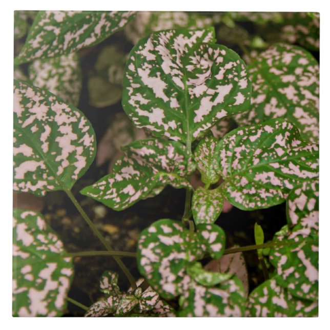 Carreau Tuile - usine rose de point de polka (Devant)